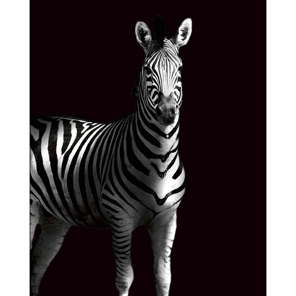 Zebra i skygge - Plakat