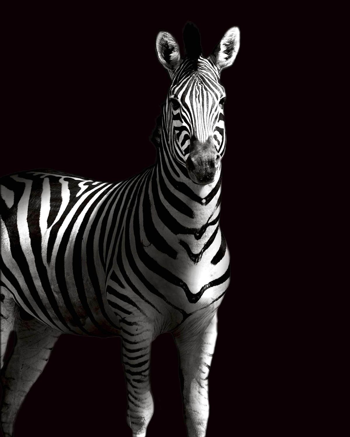 Zebra i skygge - Plakat