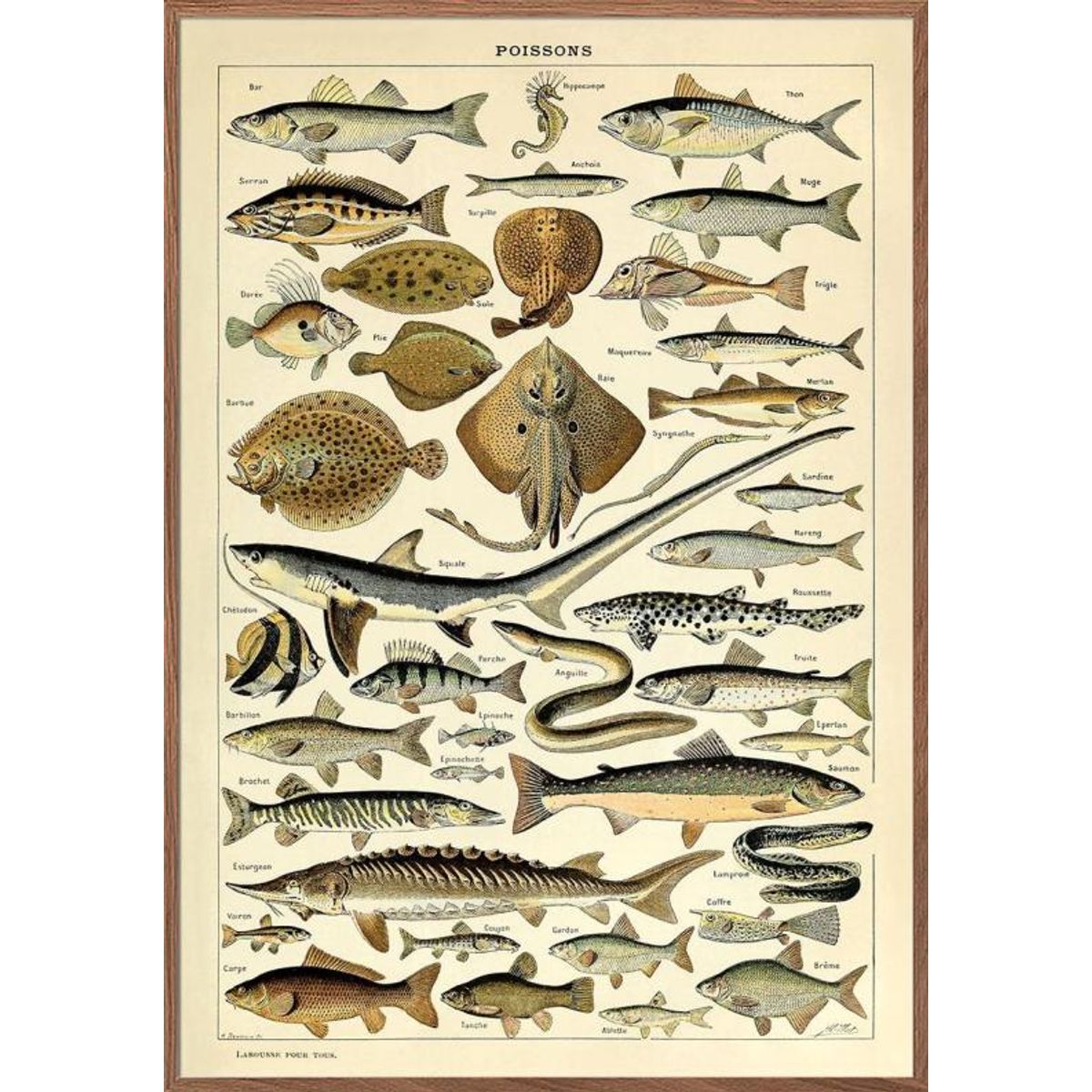 Adolphe Millot Poissons - Plakat med fisk