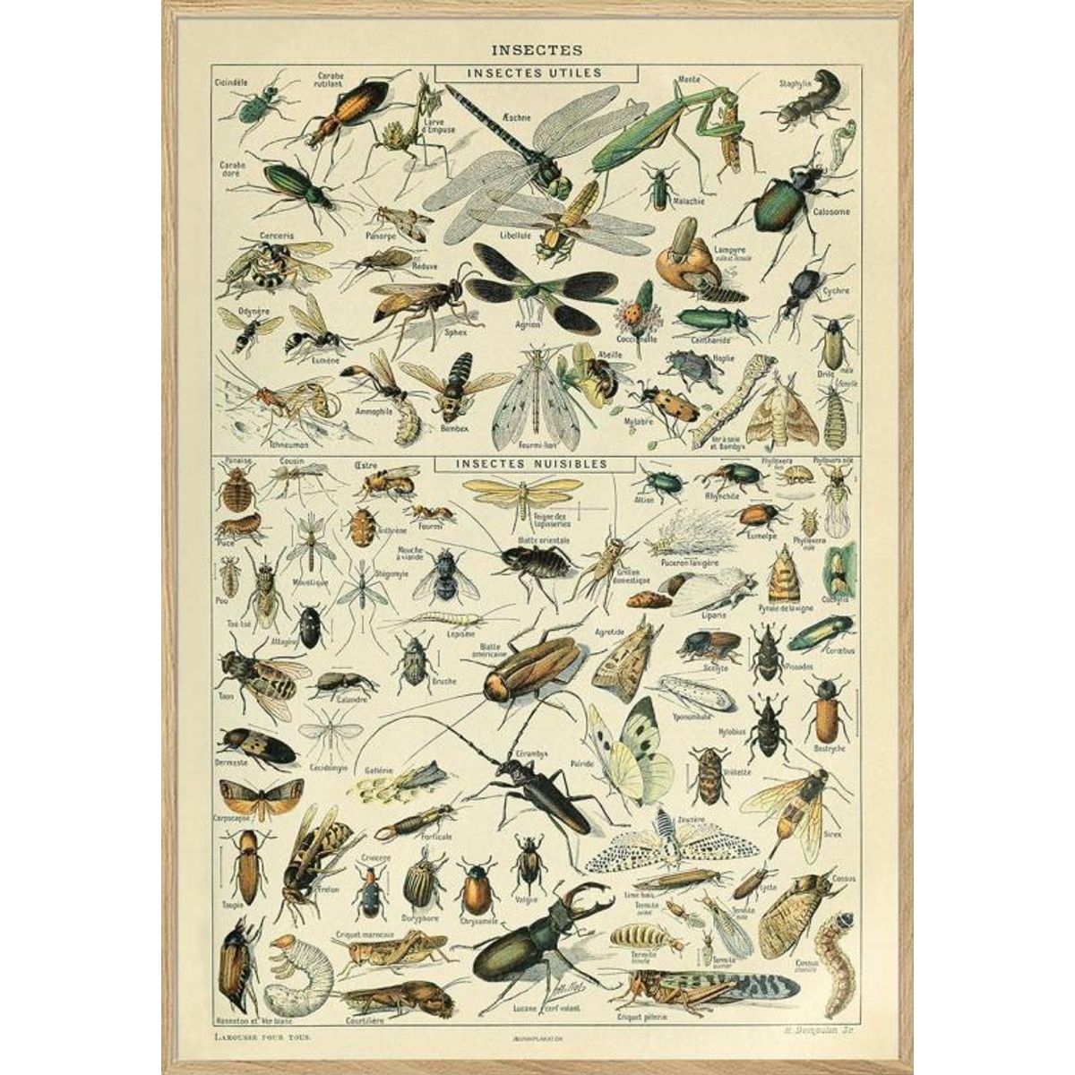 Adolphe Millot - Insectes - Plakat med insekter