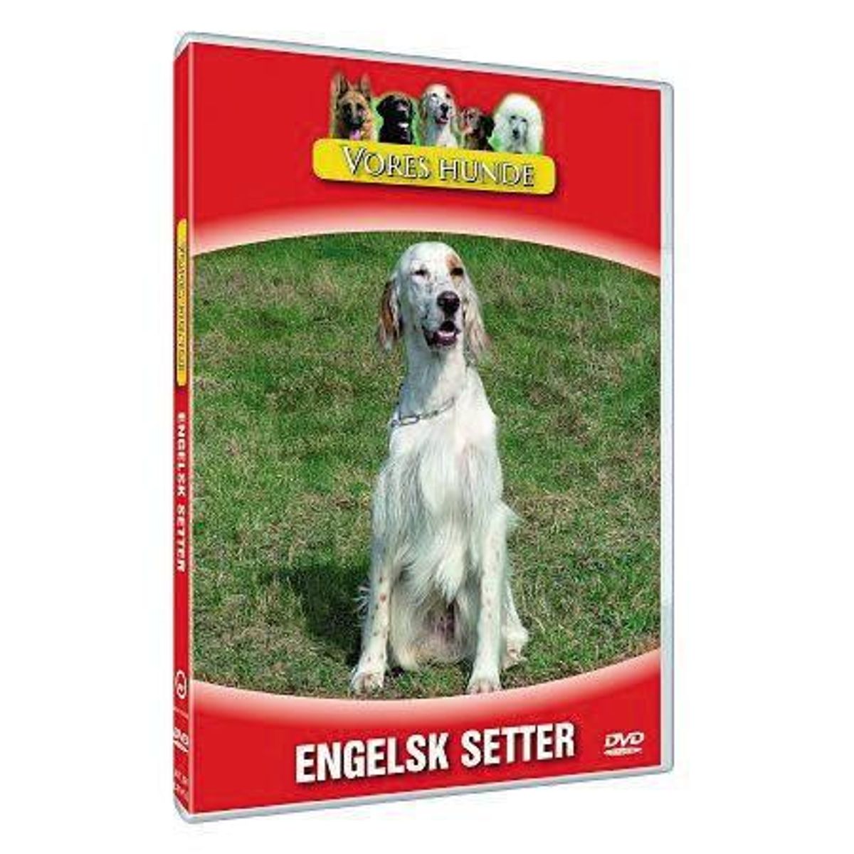 Vores hunde - Engelsk Setter