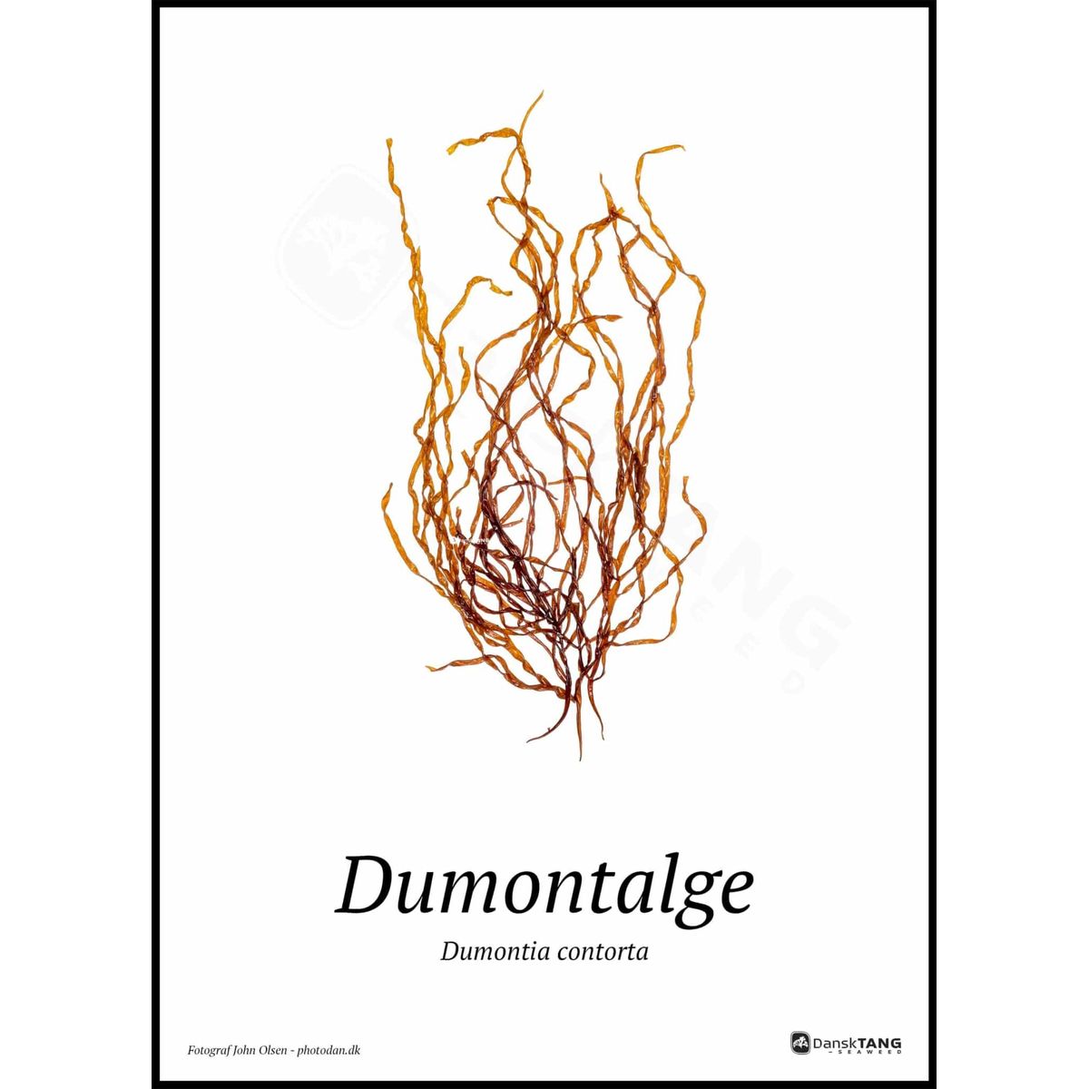 Dumontalge plakat