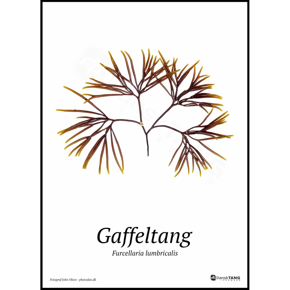 Gaffeltang plakat