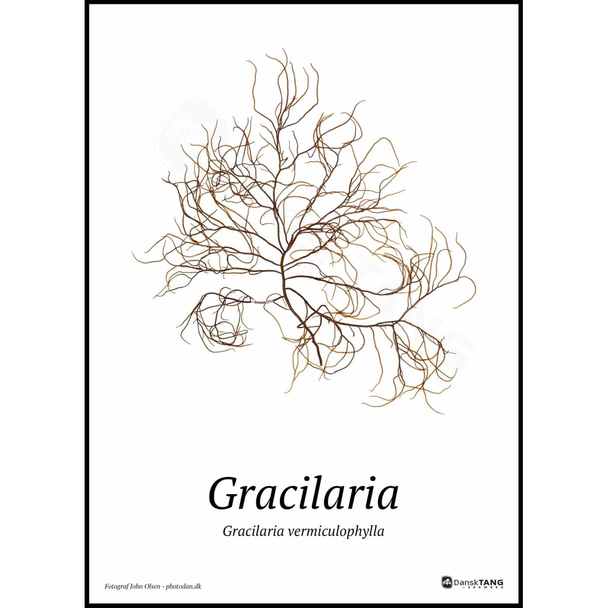 Gracilaria plakat