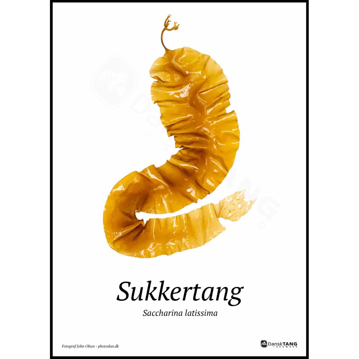 Sukkertang plakat