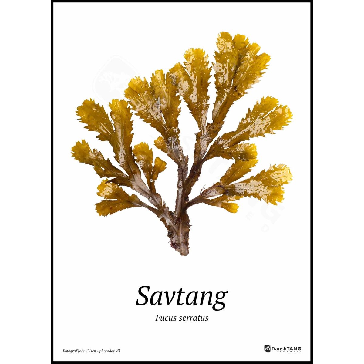 Savtang plakat