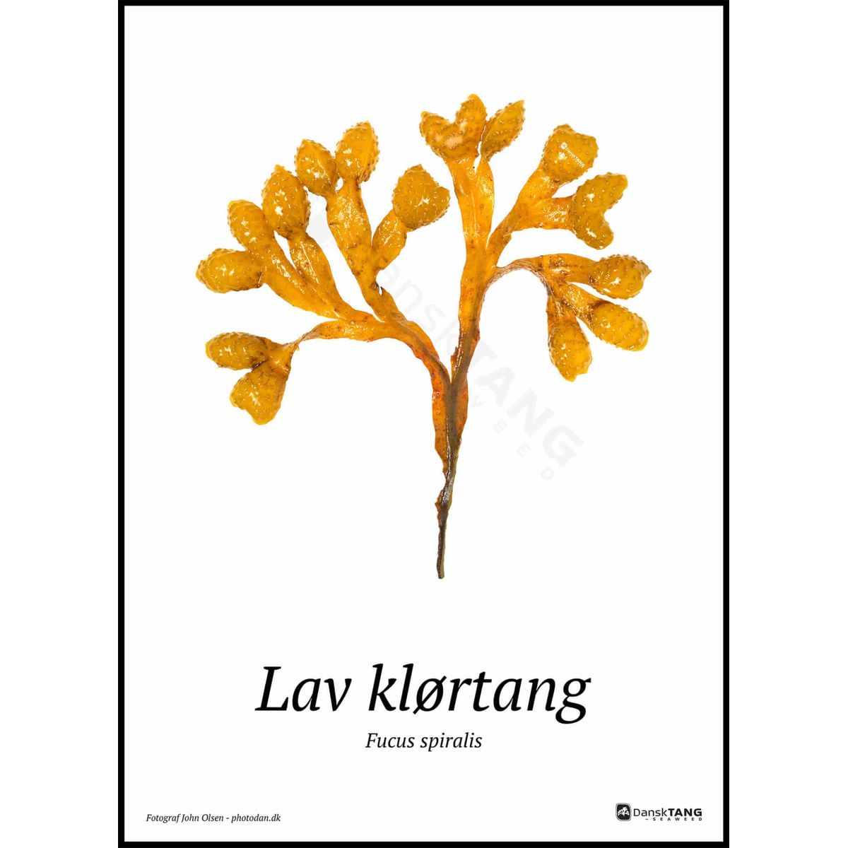 Lav klørtang plakat