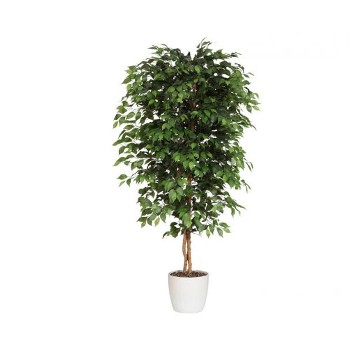 Ficus Benjamini 240 cm (2.268 blade)