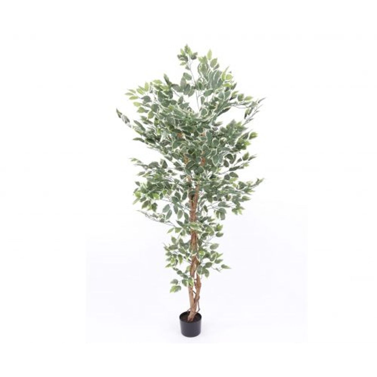 Ficus Benjamini 150 cm (840 blade)