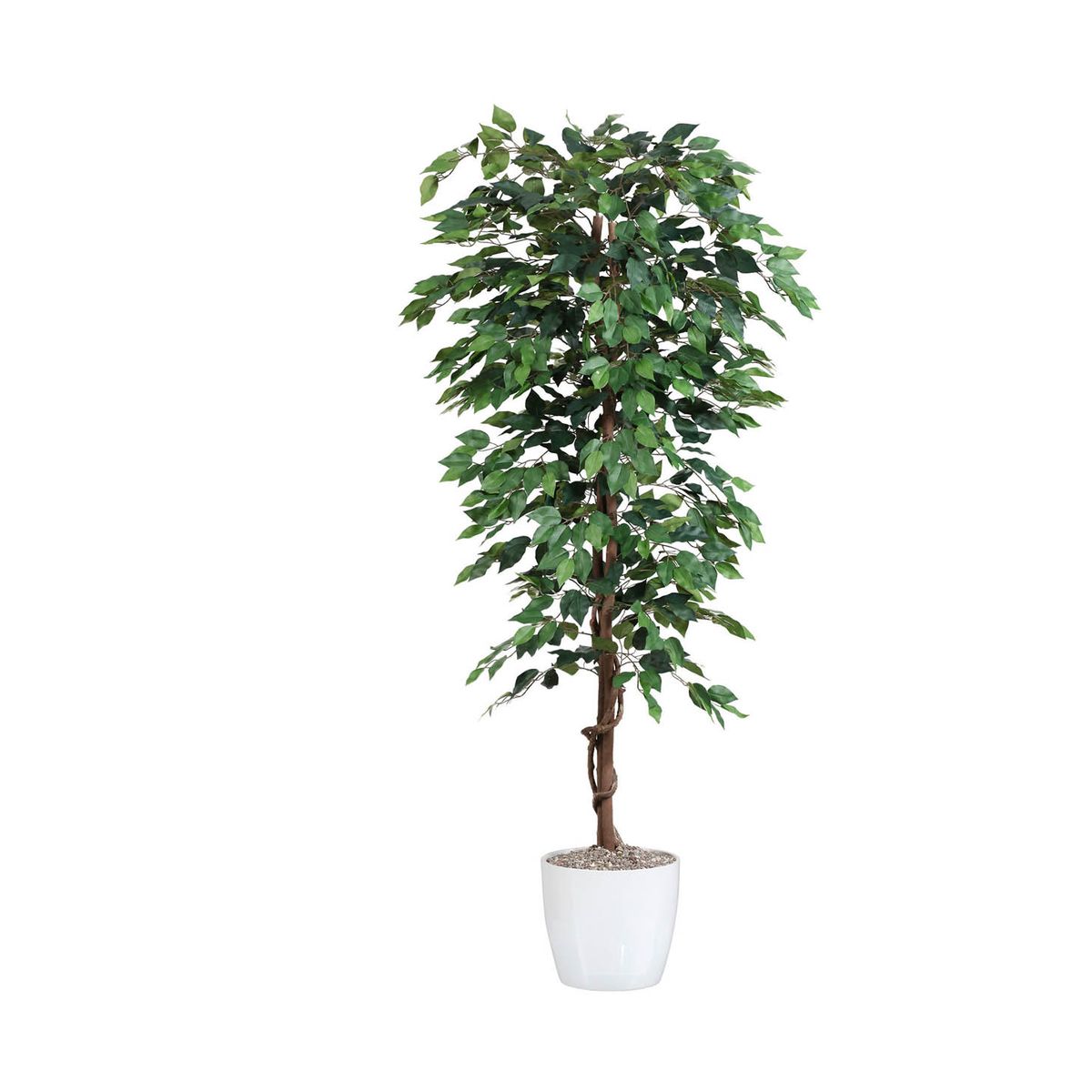 Ficus Benjamini 180 cm (1.008 blade)