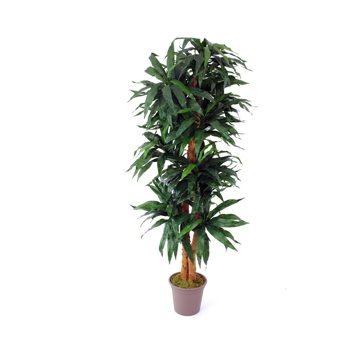 Dracena palme 150 cm med 210 blade