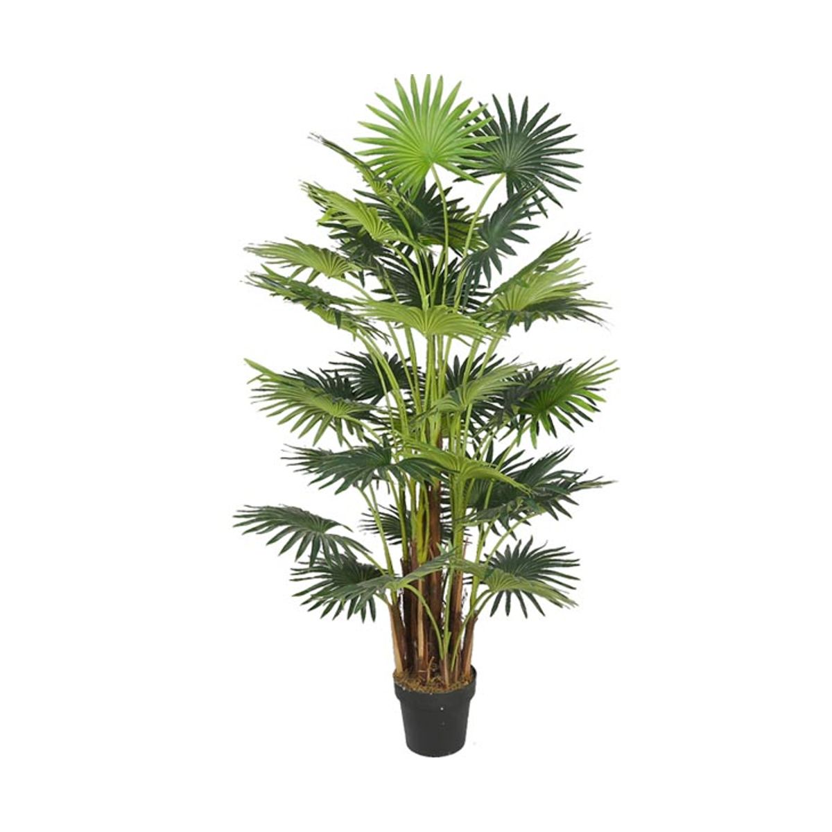 Areca palme 160 cm med 41 palmeblade