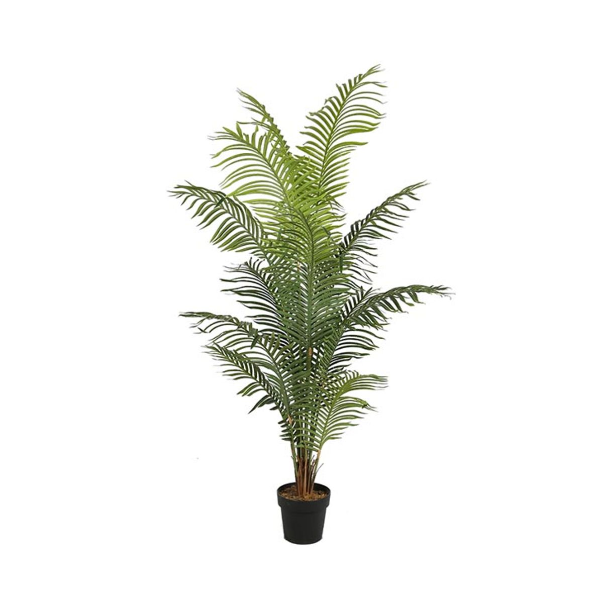 Areca palme 200 cm med 14 palmeblade