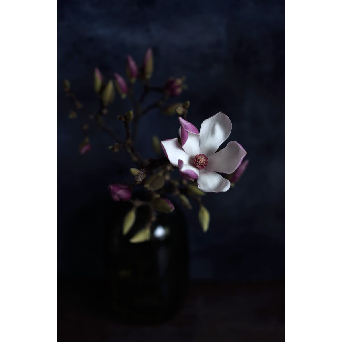 Magnolia af Diana Lovring