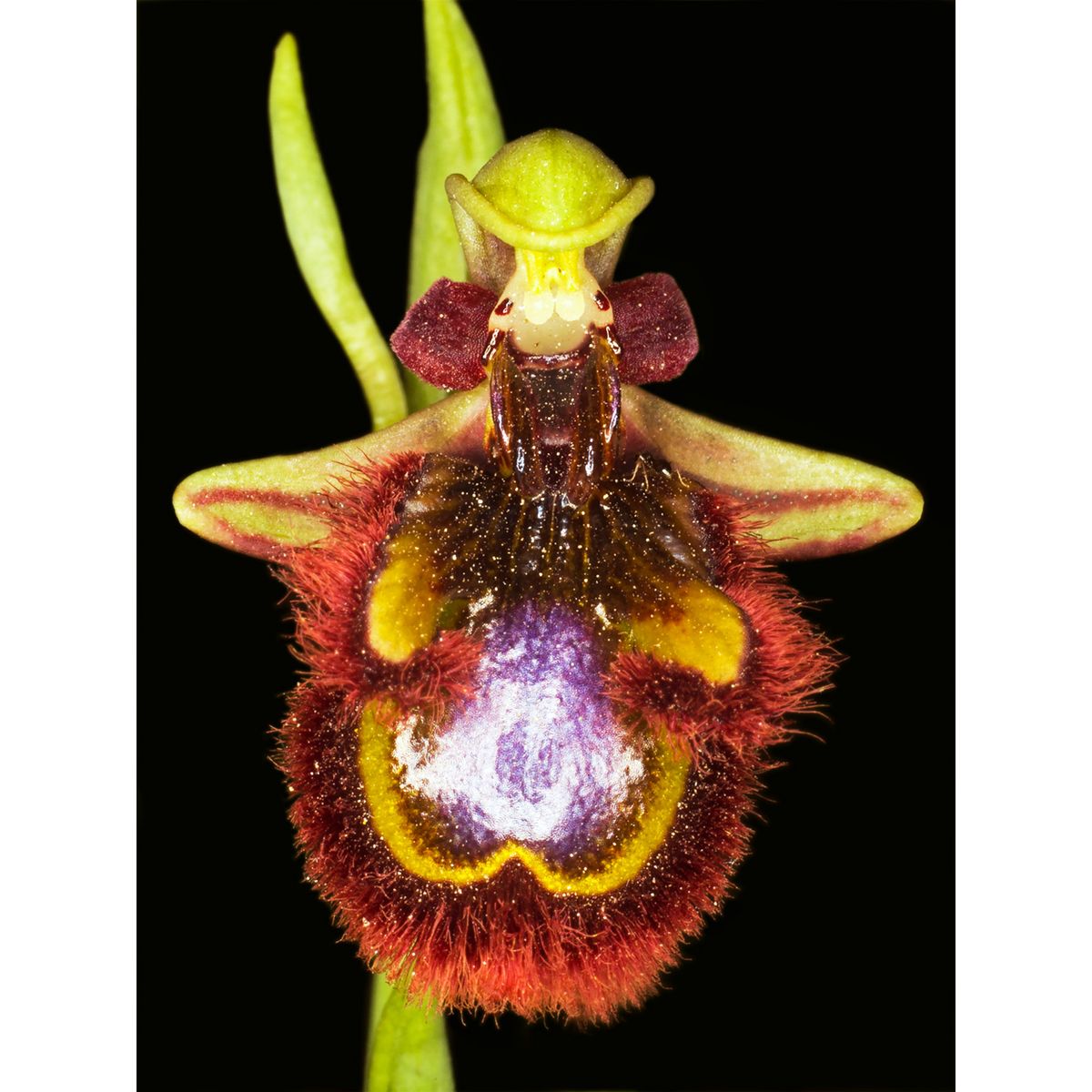 Ophrys Speculum af Pauline Snoeijs