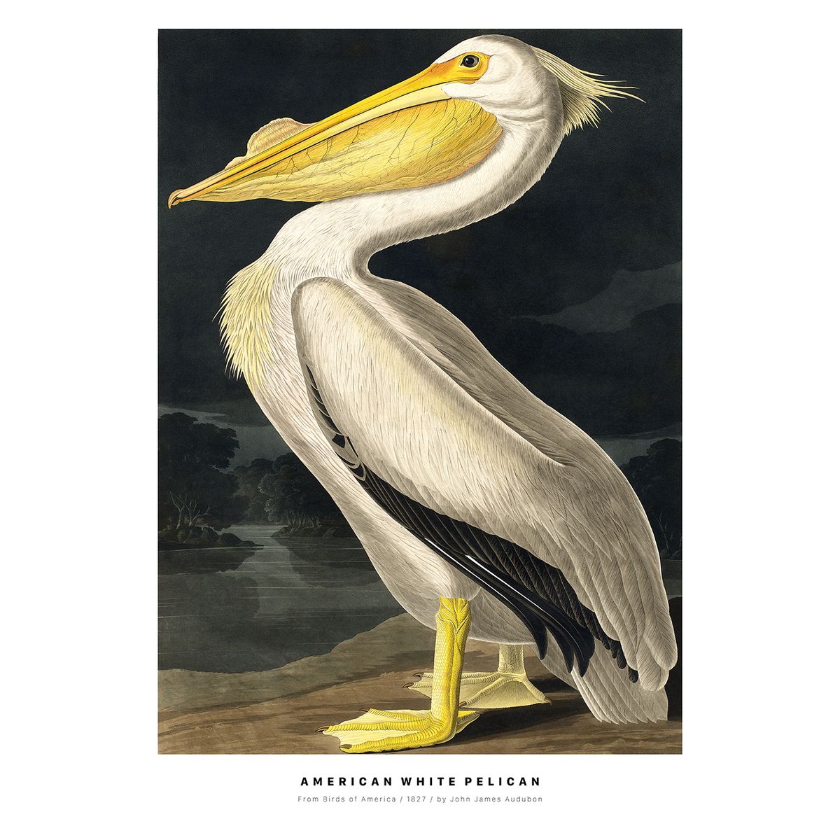 American White Pelican af Plakatwerket