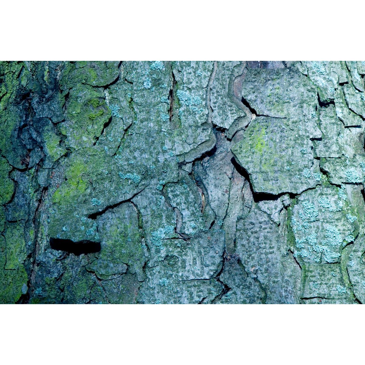 Bark af Kirsten Stigsgaard