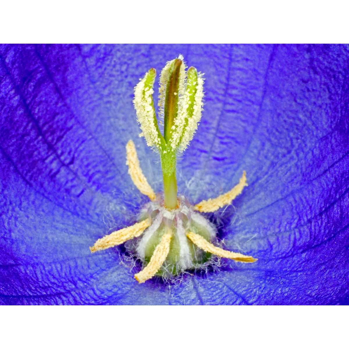 Campanula Carpatica af Pauline Snoeijs