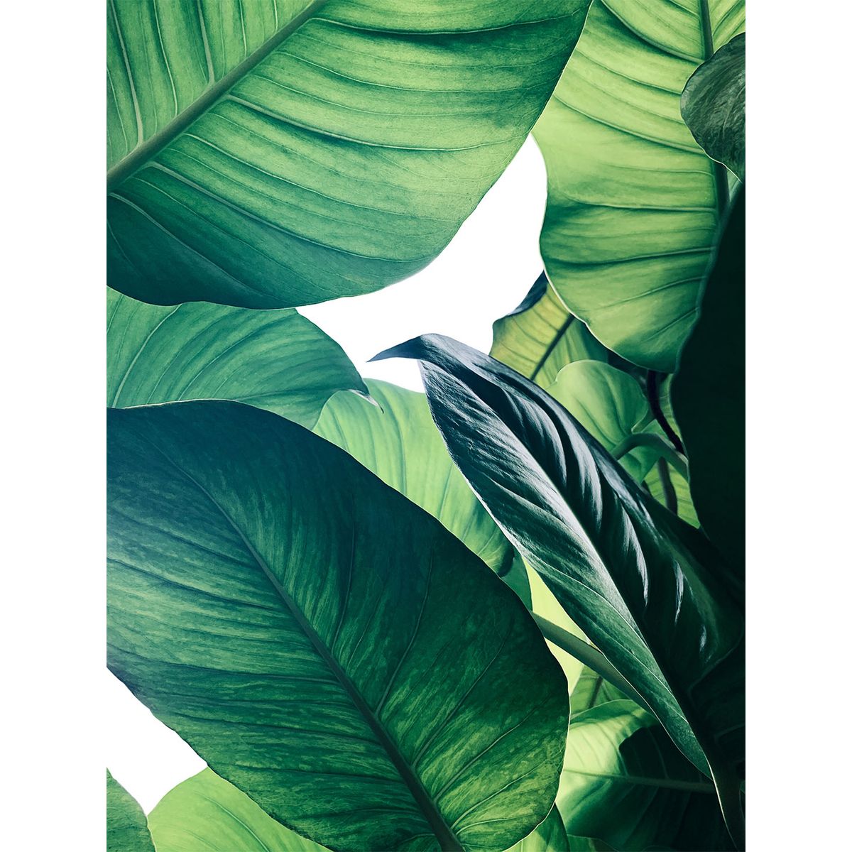 Calathea no. 1 af Illux