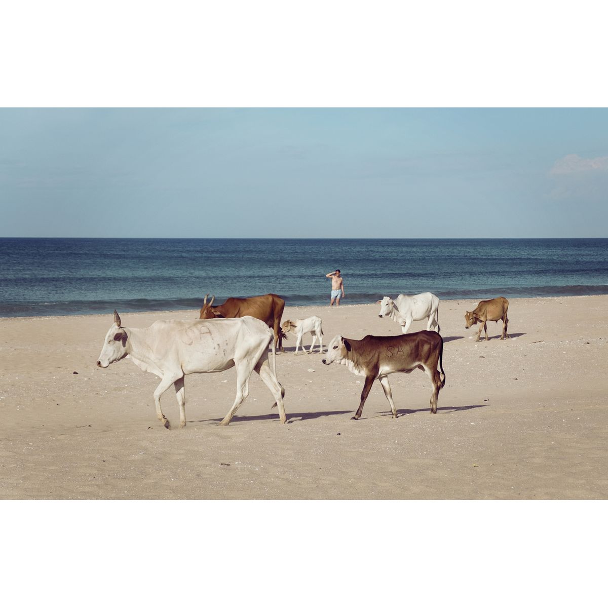 Cows at the beach af Frames