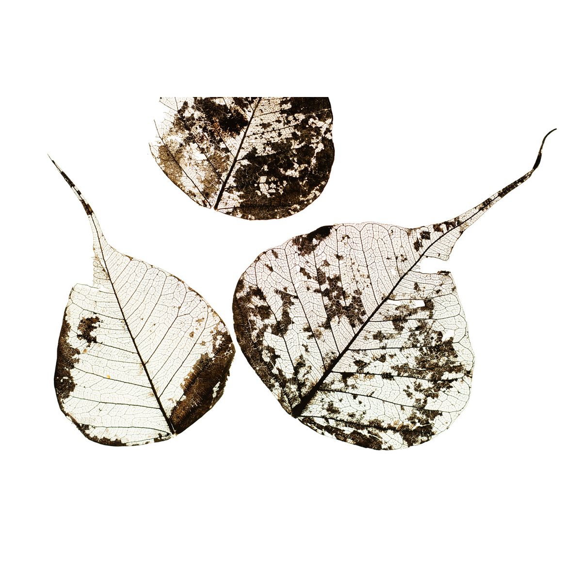 Fallen Leaves #3 af Tal Paz-Fridman