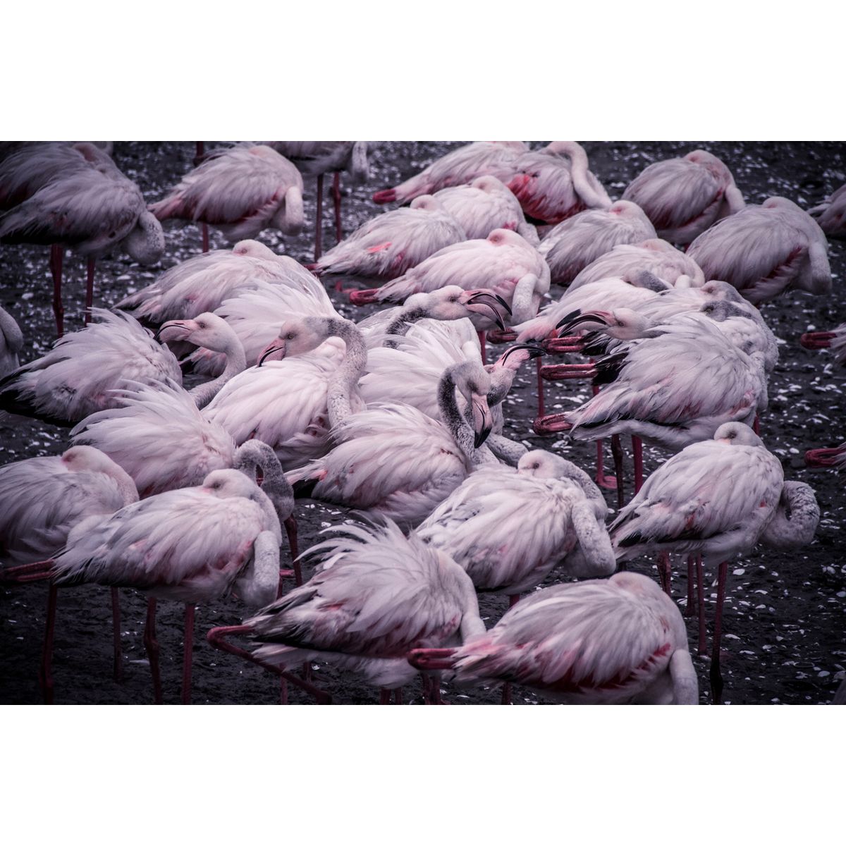 Flamingo Cluster af Mikkel Beiter