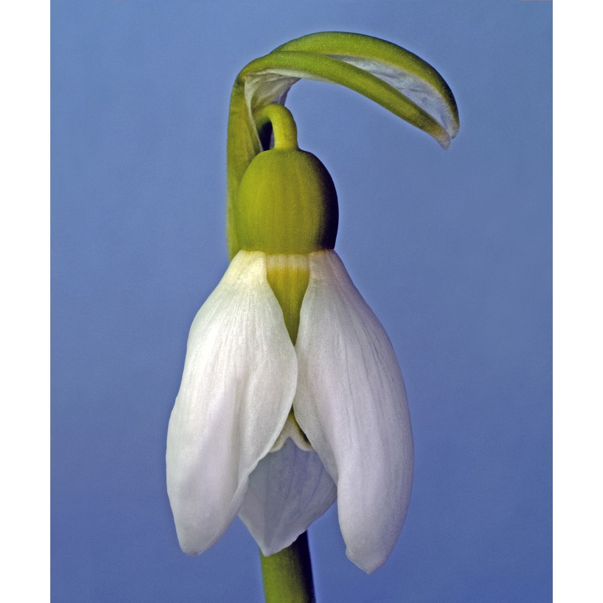 Galanthus Nivalis af Pauline Snoeijs