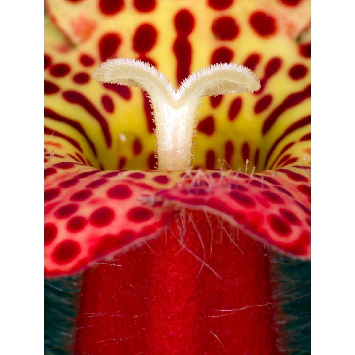 Kohleria Amabilis af Pauline Snoeijs