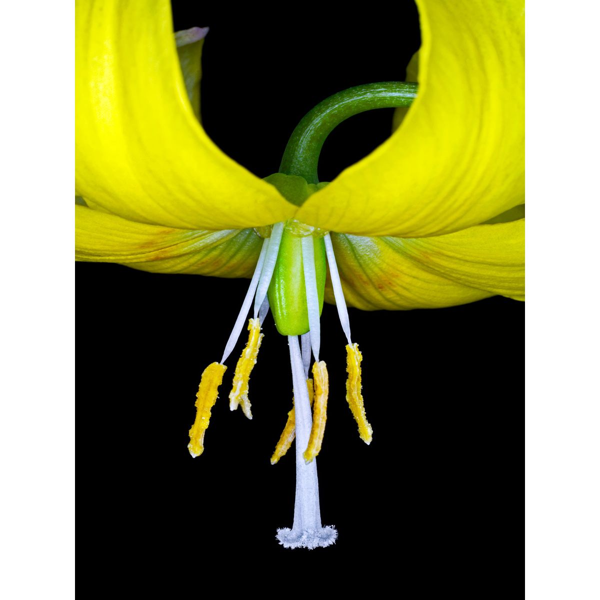 Lilium Martagon af Pauline Snoeijs