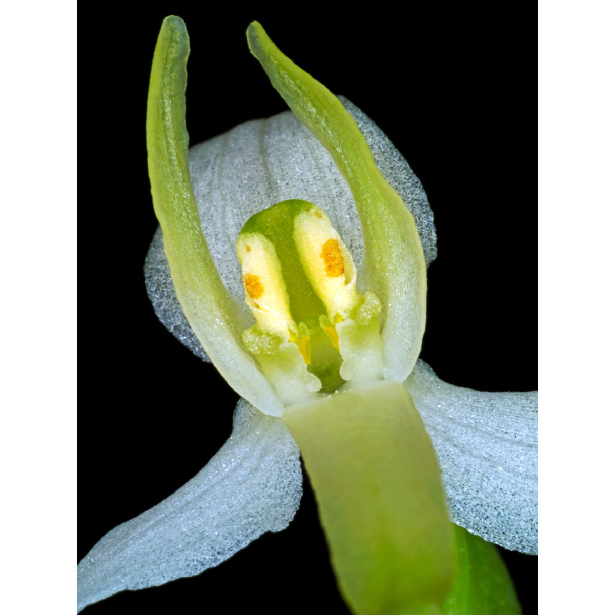 Platanthera Bifolia af Pauline Snoeijs