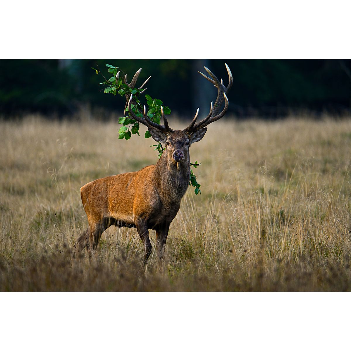 Red deer stag with accessories af Daniel Faisst