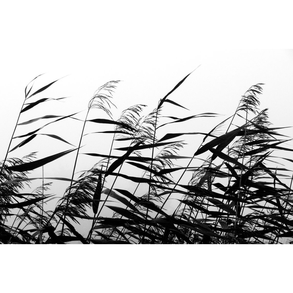 Windy weed black white af Kirsten Stigsgaard