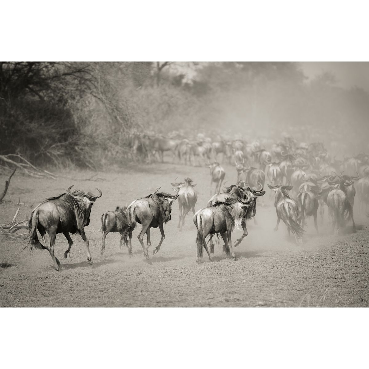 Wilderbeest in Serengeti af Julie Aucoin