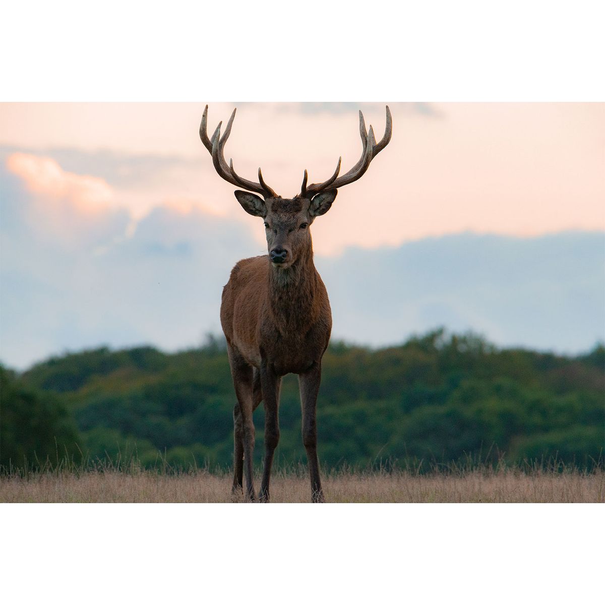 Young red deer stag af Daniel Faisst