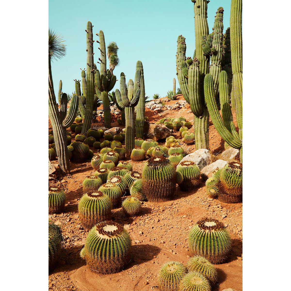 Cactusland no. 1 af Camilla Schmidt