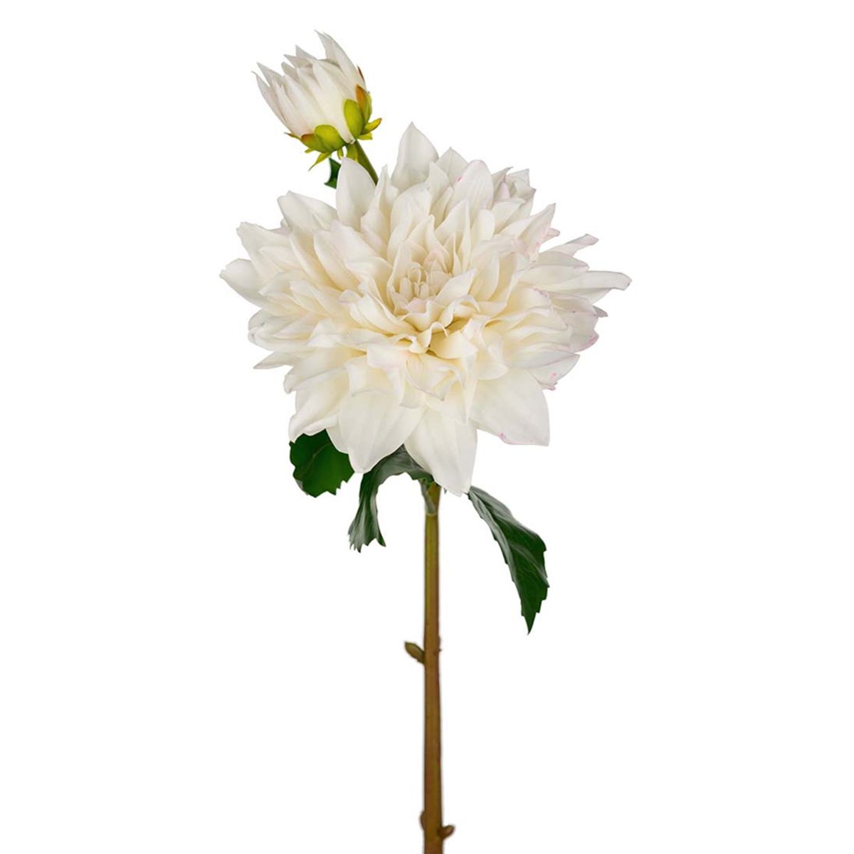 DAHLIA STILK M/KNOP 70CM