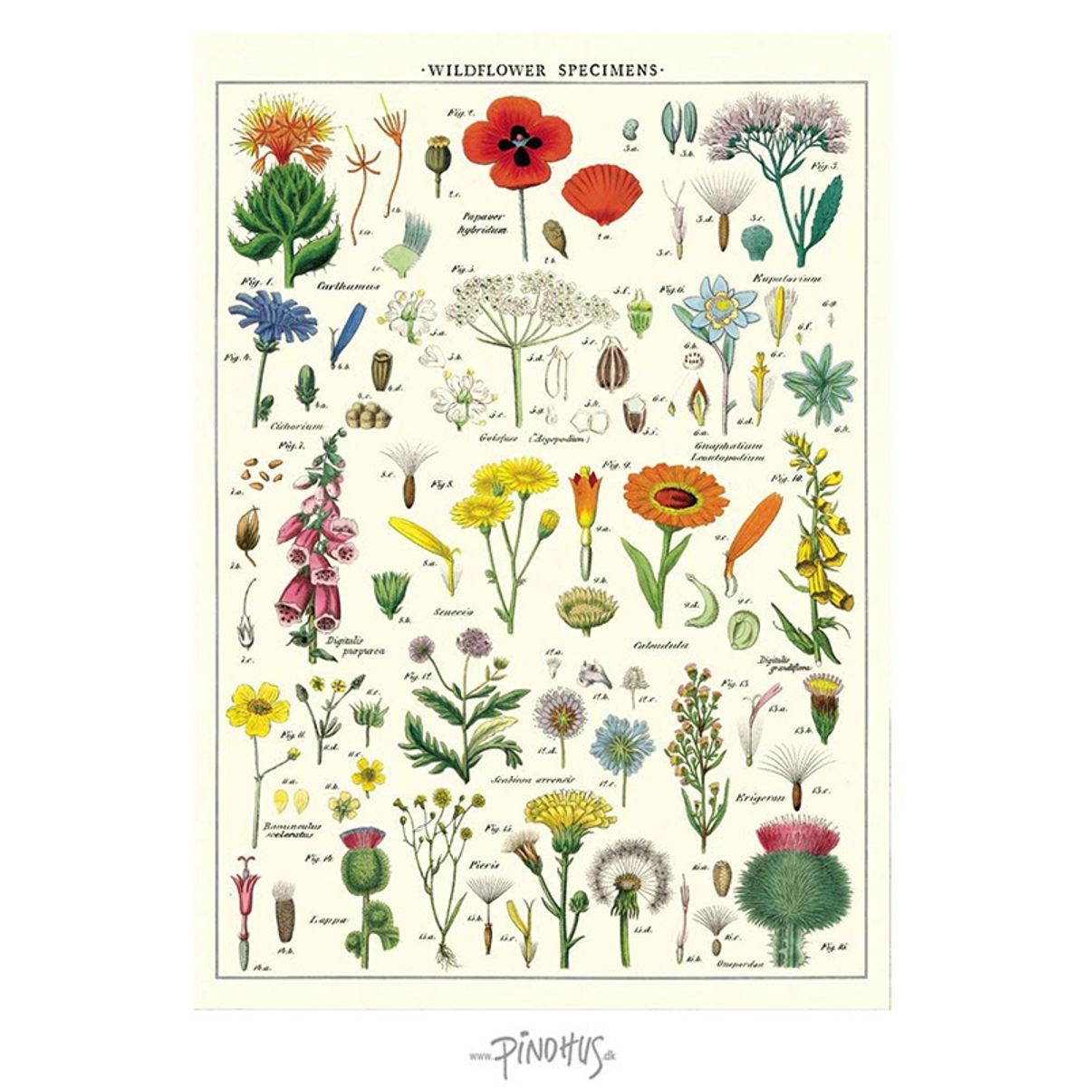 Cavallini - Plakat - Wild Flower 50x70cm