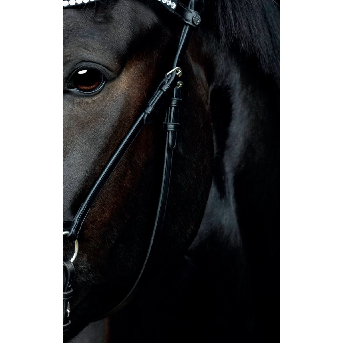 Catago Gentle Bridle Kæberem - FULL - SORT