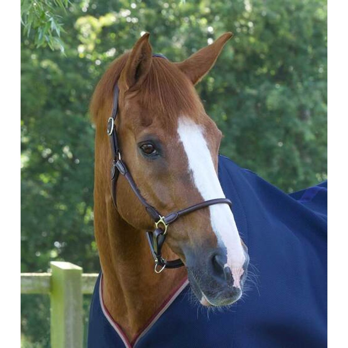 Premier Equine Hennaroso Rolled Anatomic læder grime - Brun, Full