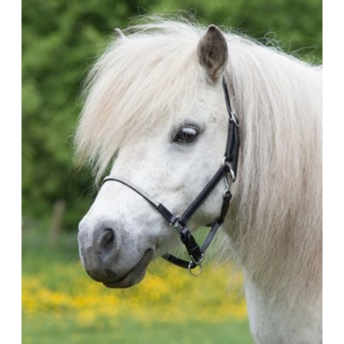 Lædergrime "Little Diamond" - shetland