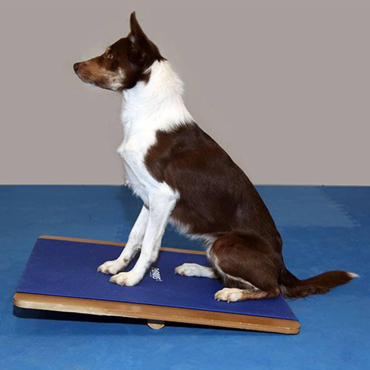 FitPAWS stort balancebræt 75x75 cm blå