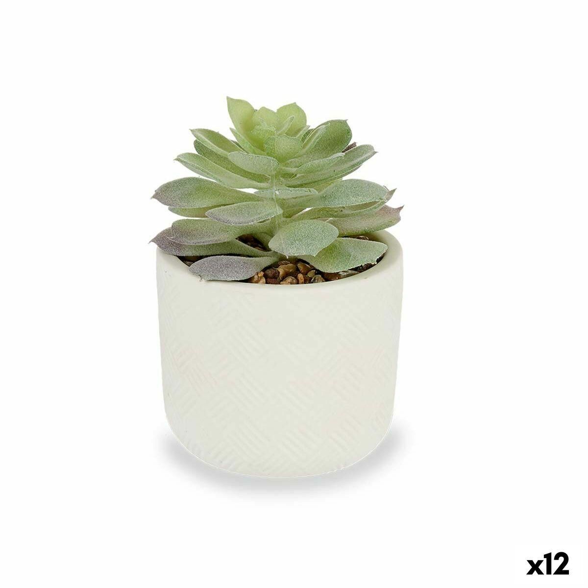 Dekorativ plante Sukkulent Plastik 14 x 13,5 x 14 cm (12 enheder)