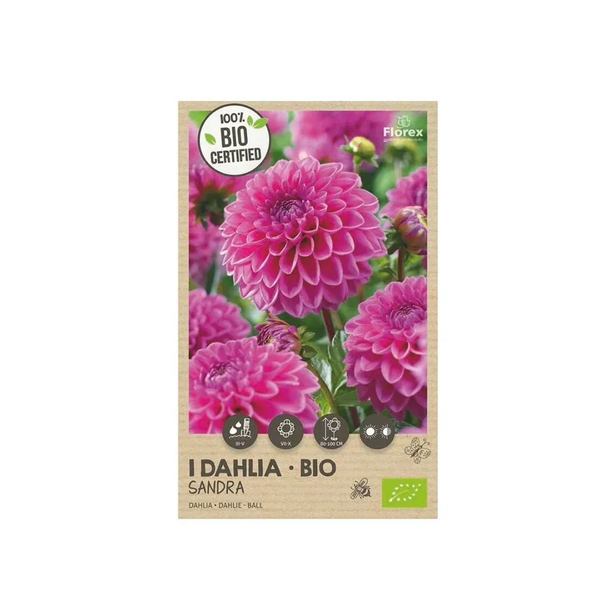 Økologisk Dahlia "Sandra" - 1 løg