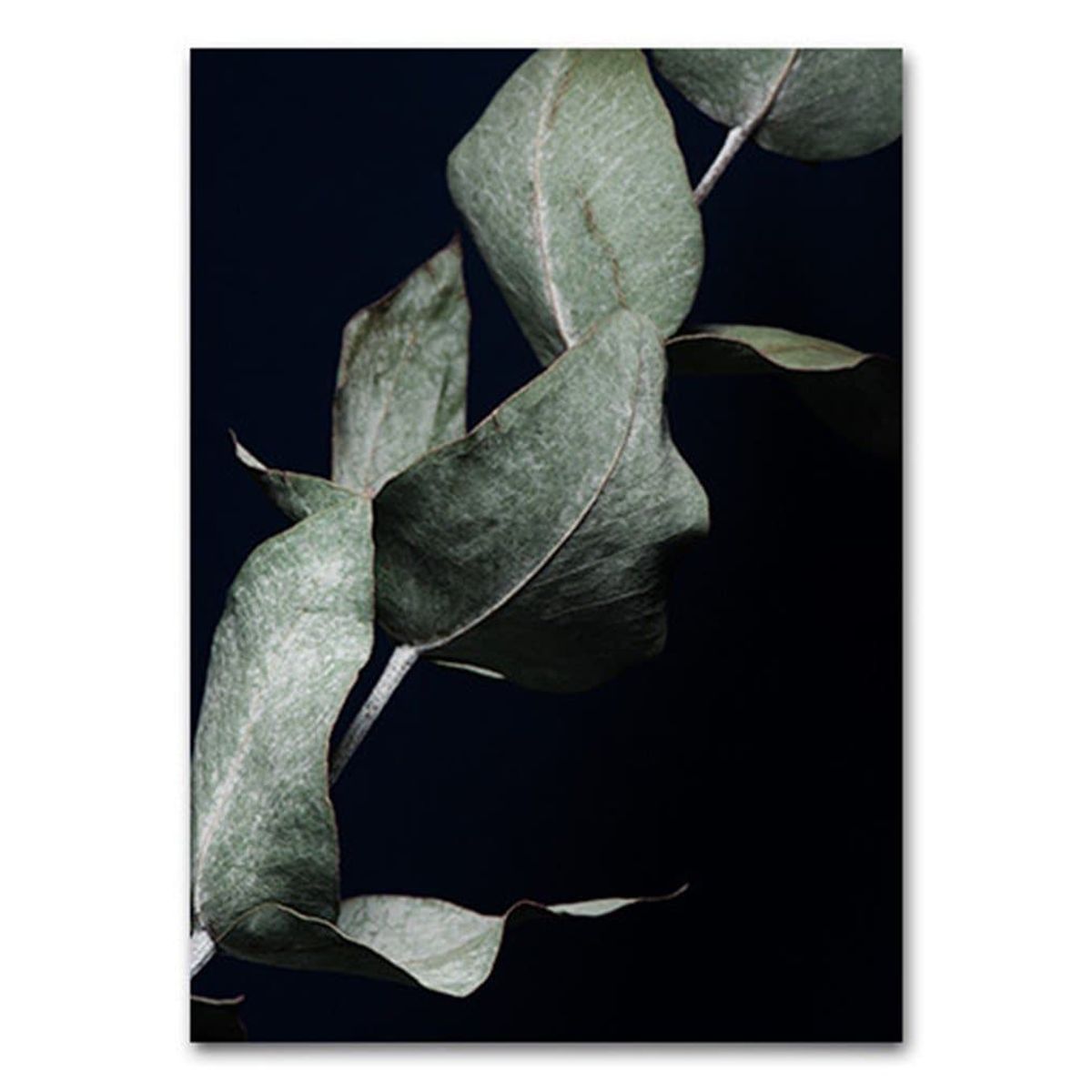 Eucalyptus II A3