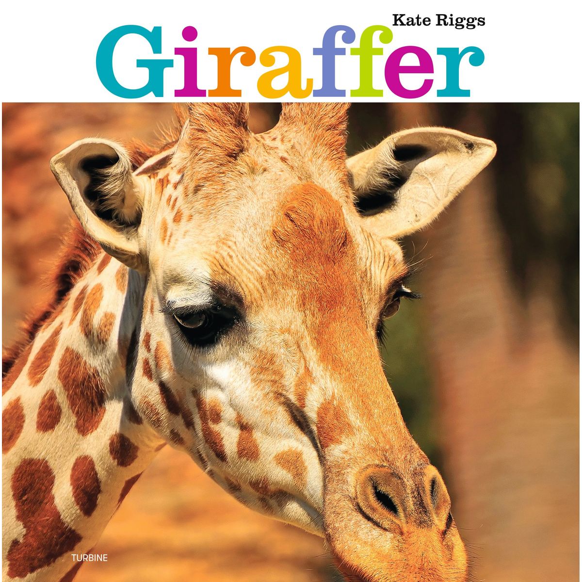 Giraffer