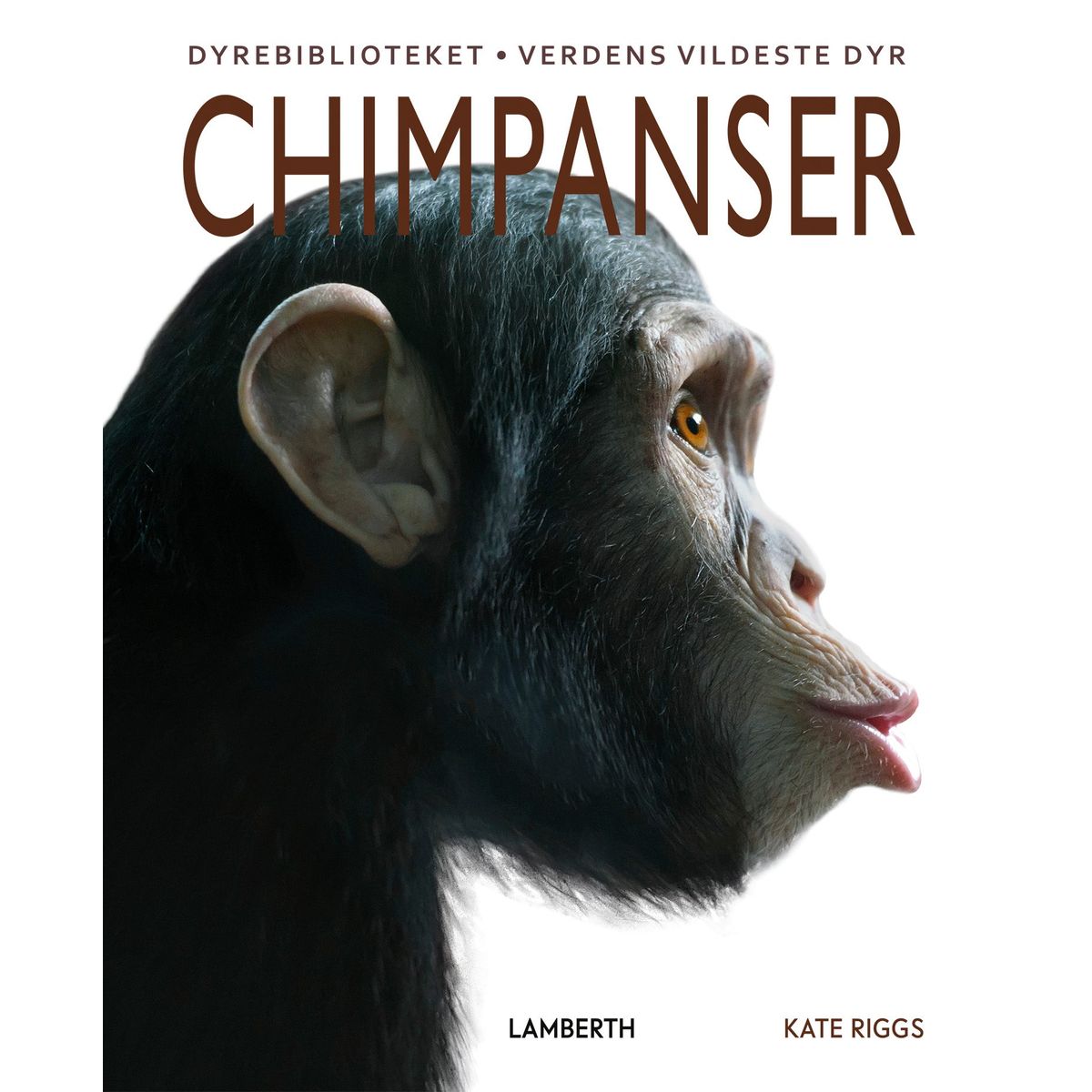 Chimpanser