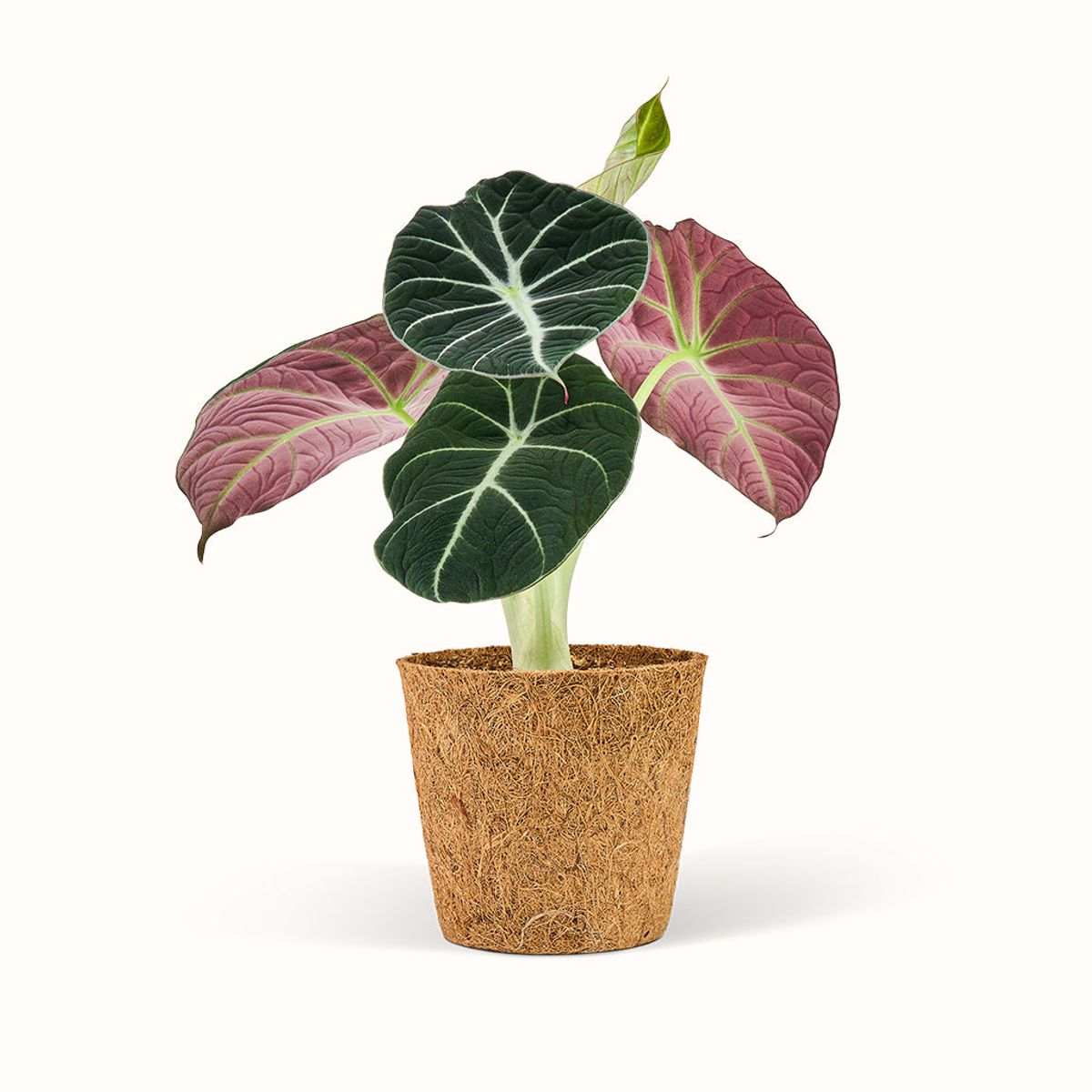 Alocasia Black Velvet - Elefantøre - Stor (H:25 cm - Ø:11 cm)