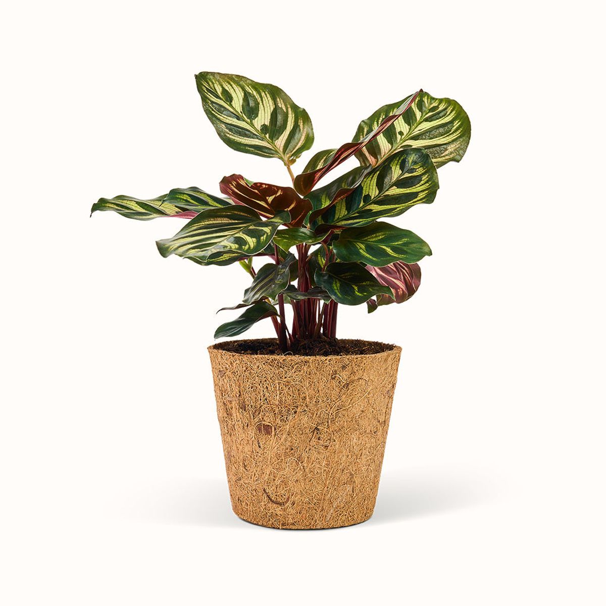 Calathea Makoyana - Fiskebensplante (Goeppertia) - Stor (H:25 cm - Ø:11 cm)