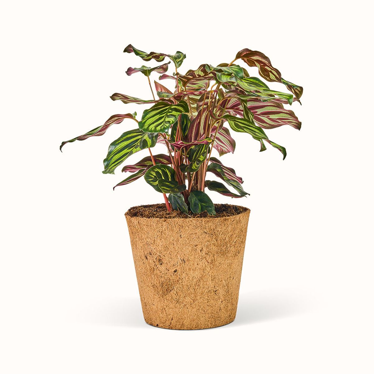 Calathea Makoyana - Fiskebensplante (Goeppertia) - XL (H:40 CM - Ø:17 CM)