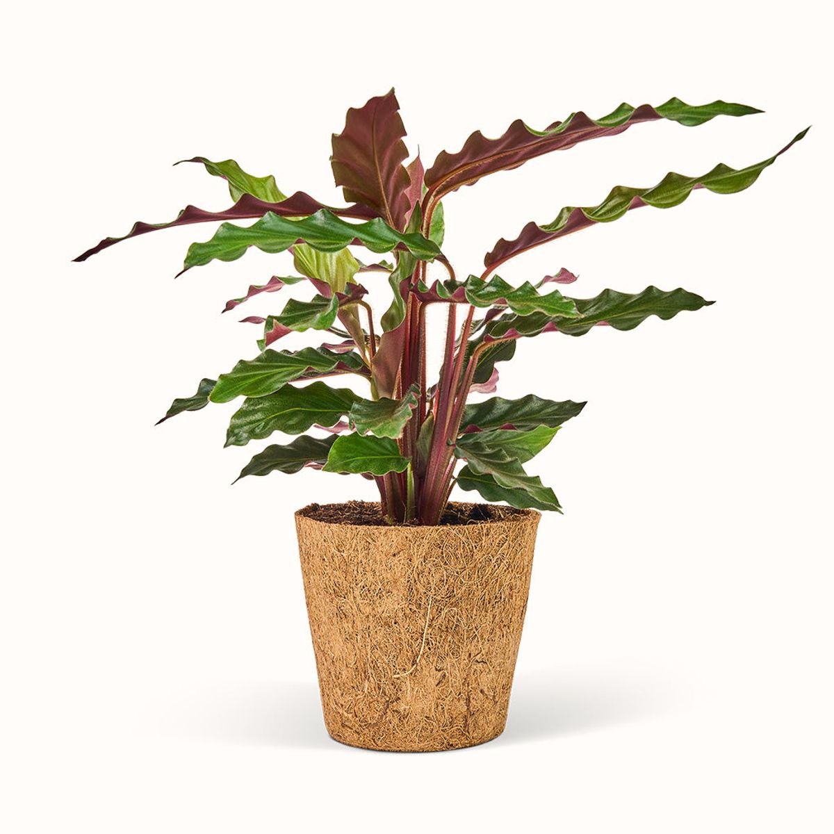 Calathea Rufibarba - Fiskebensplante (Goeppertia) - Stor (H:25 cm - Ø:11 cm)